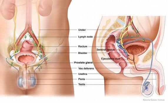 Prostate screening and urinary health — older man discussing PSA test results with doctor for prostate cancer early detection and BPH evaluation