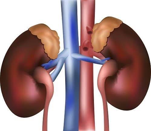 questions to ask about dialysis or transplant — patient with written question list at nephrology appointment with doctor