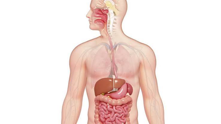 signs of a healthy digestive system including stool patterns, microbiome diversity, and absorption markers