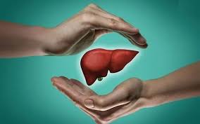 signs of healthy liver function including normal lab values, physical signs, and metabolic markers