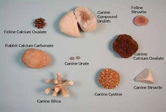types of kidney stones — labeled illustration showing calcium oxalate, uric acid, struvite, and cystine kidney stone types with visual differences in appearance