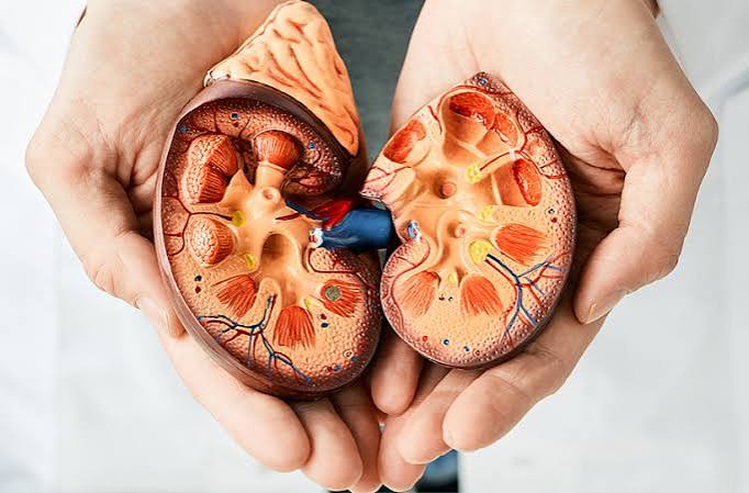 Chart of the leading causes of kidney disease including diabetes hypertension glomerulonephritis polycystic kidney disease and medications