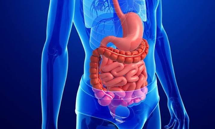 what-is-digestive-health-body