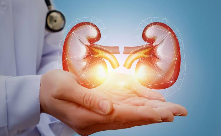 Diagram showing what is kidney health and the key functions of healthy kidneys