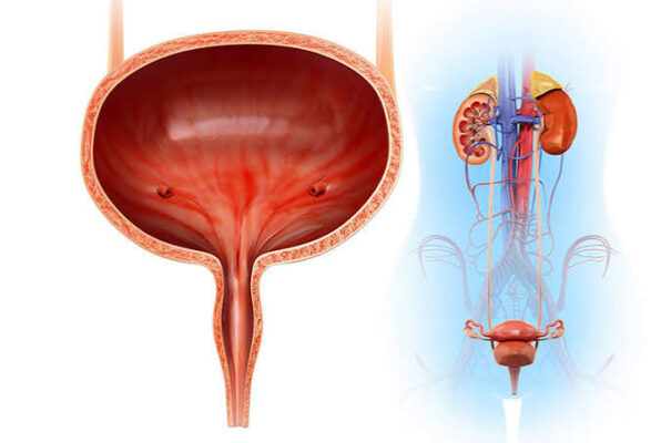 Diagram showing what is urinary health with urinary tract anatomy including bladder, ureters, and urethra