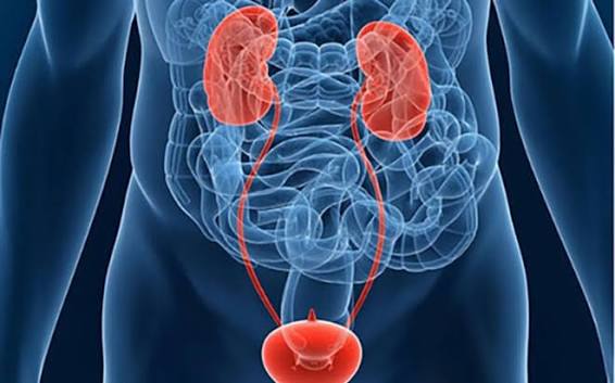 when bladder symptoms need evaluation — clinical decision framework showing which bladder symptoms require urgent care, prompt evaluation, or scheduled assessment