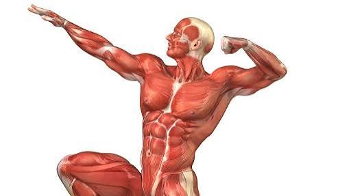 Muscle health basics for adults — illustration of muscle fiber anatomy and the effects of resistance training and adequate protein on muscle mass