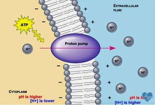 Diagram illustrating how proton pump inhibitors block the hydrogen-potassium ATPase pump in stomach parietal cells to reduce gastric acid secretion