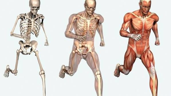 Bone joint and muscle health — featured image showing musculoskeletal system components